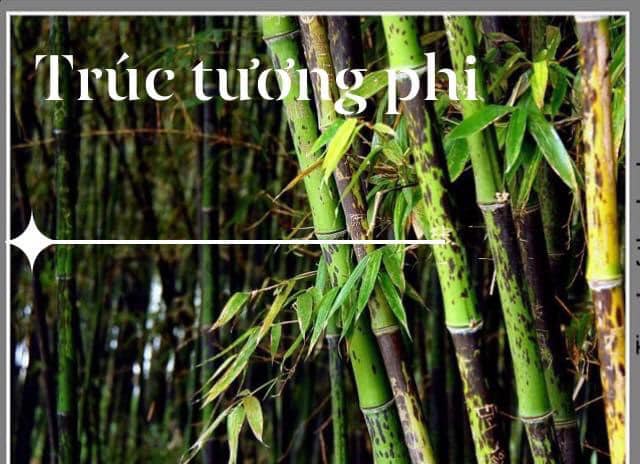 Cây giống Trúc Tương Phi Nhập khẩu Cây giống Trúc Tương Phi Nhập khẩu
