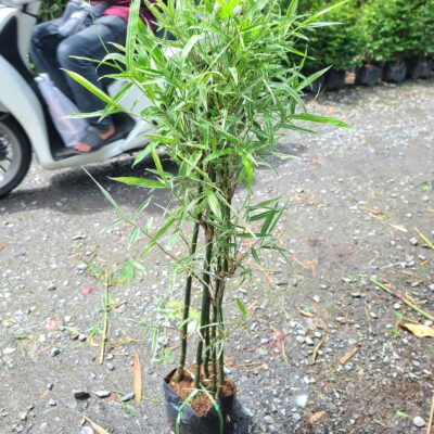 Cây giống Trúc Cẩm Thạch lá sọc trắng