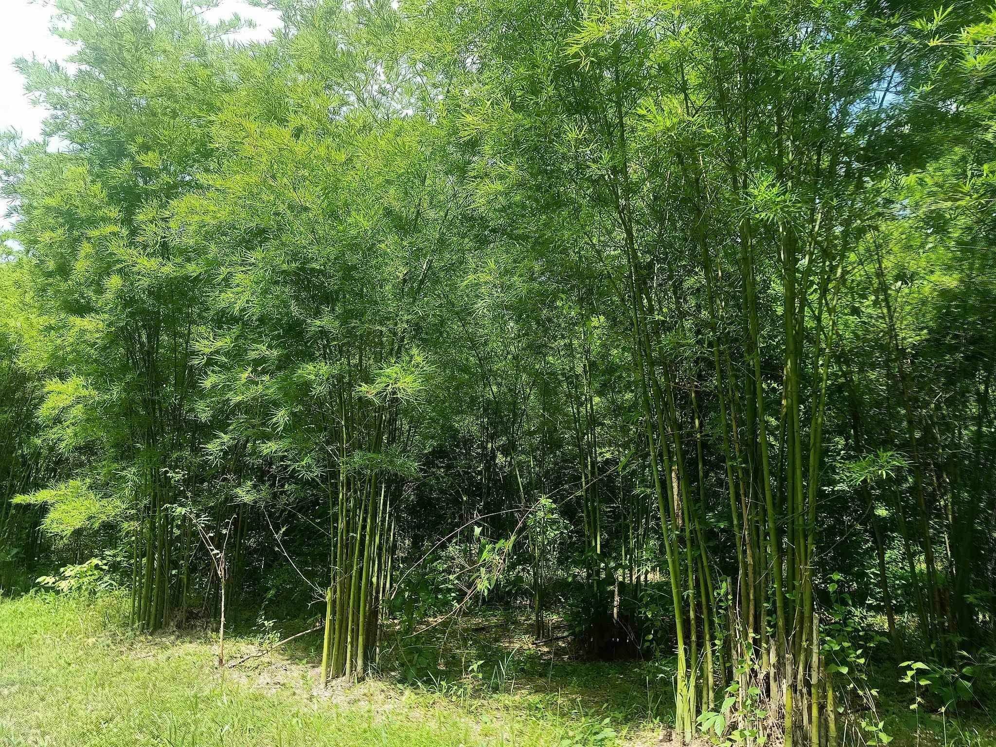 cây giống Tre lụa thái bầu dâm ủ kỹ - măng size nhỏ, dễ chế biến. cây giống Tre lụa thái bầu dâm ủ kỹ - măng size nhỏ, dễ chế biến.