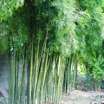 cây giống Tre lụa thái bầu dâm ủ kỹ - măng size nhỏ, dễ chế biến.