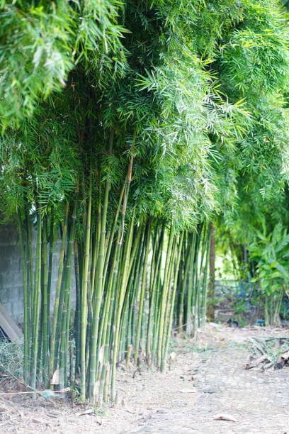 cây giống Tre lụa thái bầu dâm ủ kỹ - măng size nhỏ, dễ chế biến. cây giống Tre lụa thái bầu dâm ủ kỹ - măng size nhỏ, dễ chế biến.