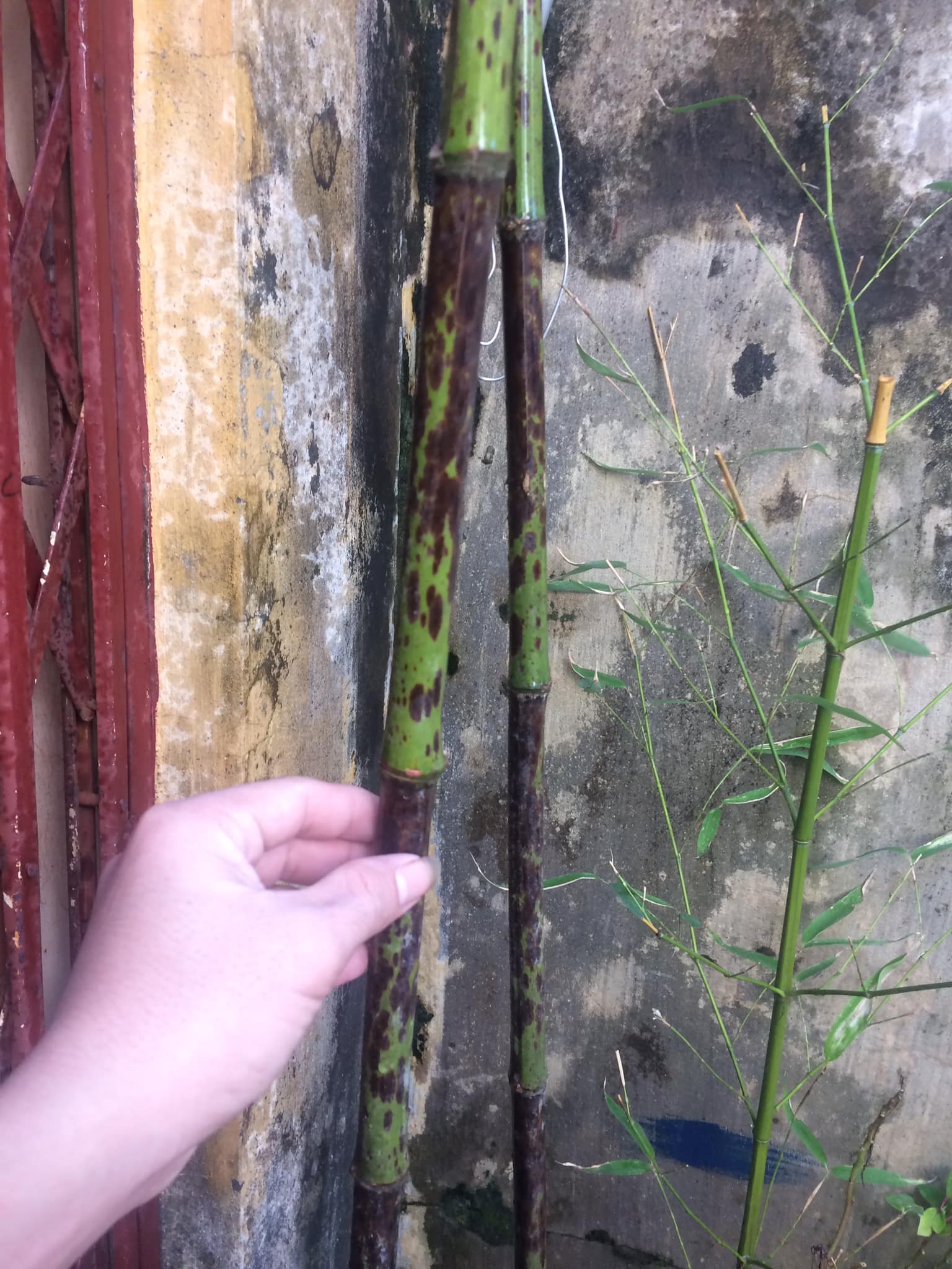 Cây giống Trúc Tương Phi Nhập khẩu Cây giống Trúc Tương Phi Nhập khẩu