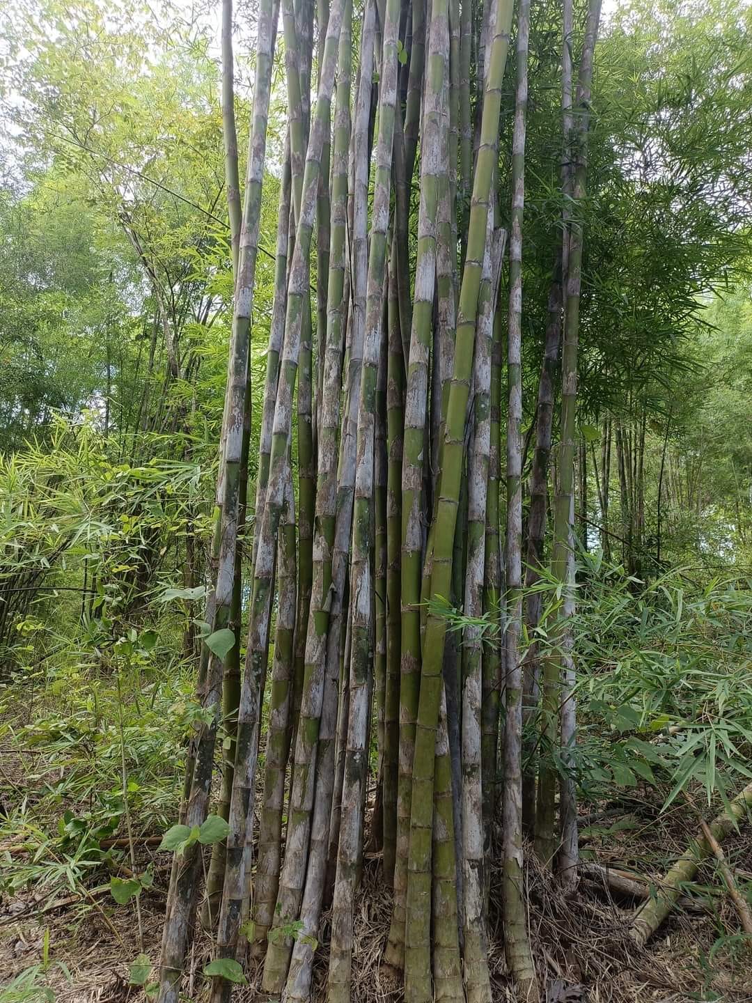 tre Ruak đen (CÂY GIỐNG GIEO HẠT) - tre siêu sinh khối - được coi là loài tre lấy thân làm kinh tế tốt nhất ở Thái Lan