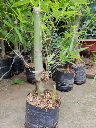 cây giống Tre lụa thái bầu dâm ủ kỹ - măng size nhỏ, dễ chế biến. cây giống Tre lụa thái bầu dâm ủ kỹ - măng size nhỏ, dễ chế biến.