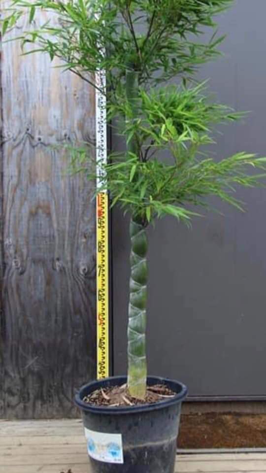 Cây giống TRÚC Mai Rùa , Trúc Vảy Rồng Cây giống TRÚC Mai Rùa , Trúc Vảy Rồng