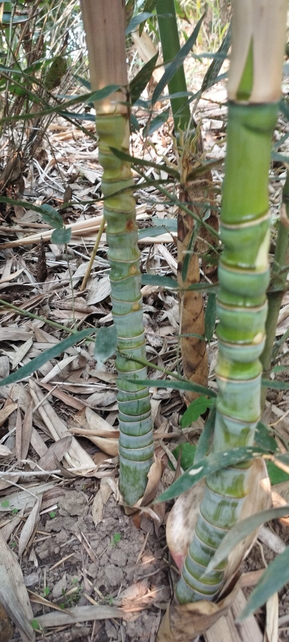 cây giống tiểu trúc thỏi vàng cây giống tiểu trúc thỏi vàng