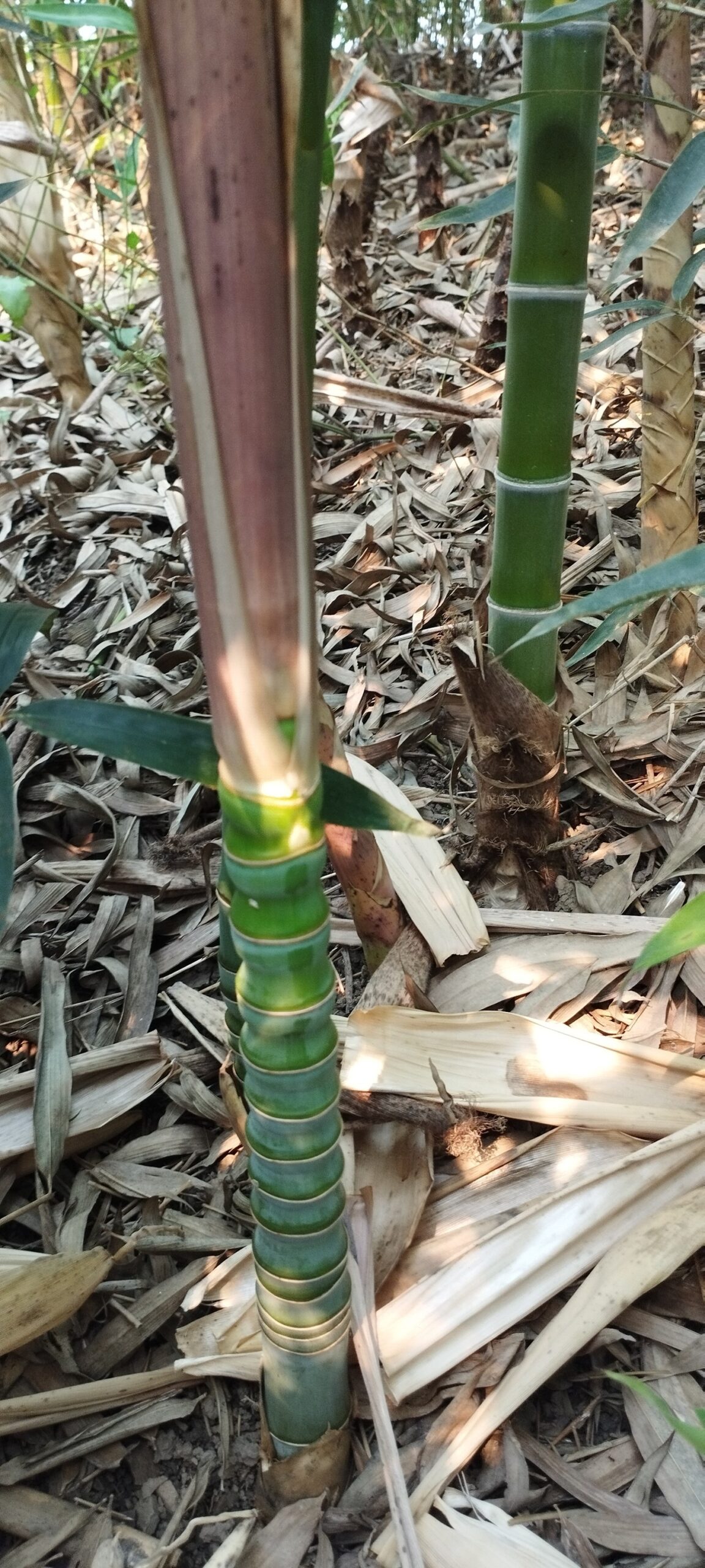 cây giống tiểu trúc thỏi vàng cây giống tiểu trúc thỏi vàng