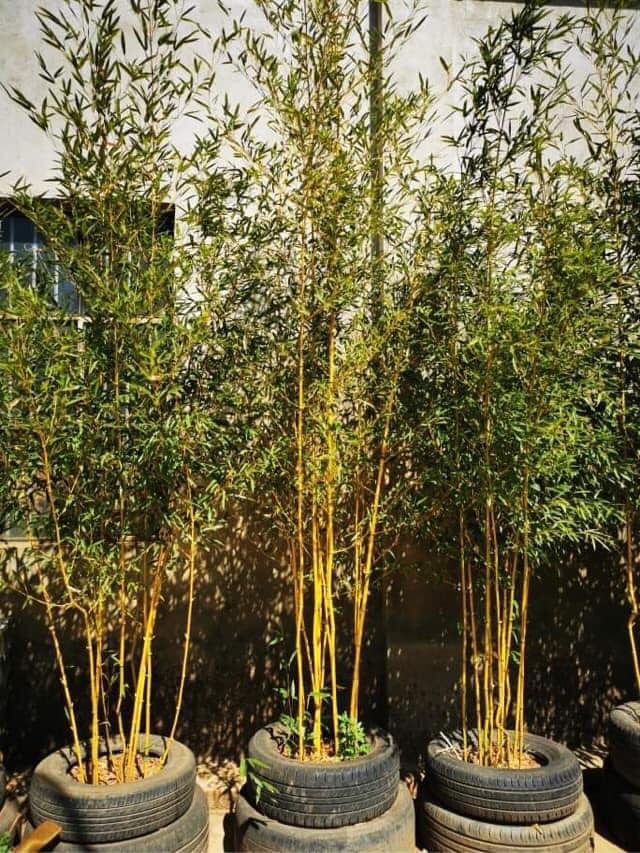 Cây giống TRÚC ngọc bích dát vàng Cây giống TRÚC ngọc bích dát vàng
