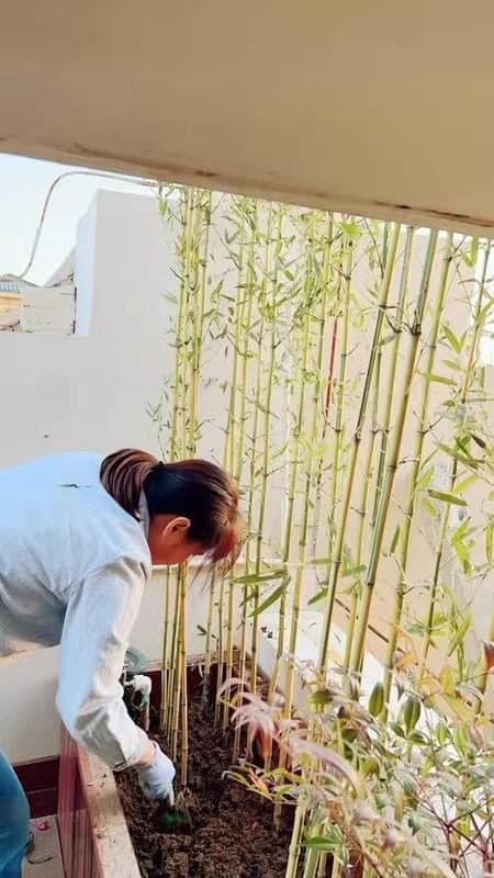 Cây giống TRÚC ngọc bích dát vàng Cây giống TRÚC ngọc bích dát vàng