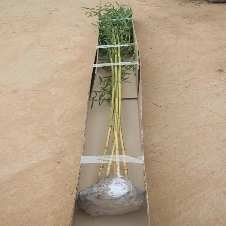 Cây giống TRÚC ngọc bích dát vàng Cây giống TRÚC ngọc bích dát vàng