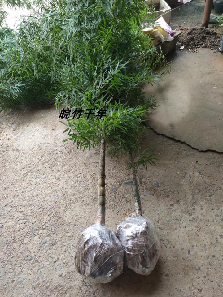 Cây giống TRÚC Mai Rùa , Trúc Vảy Rồng Cây giống TRÚC Mai Rùa , Trúc Vảy Rồng