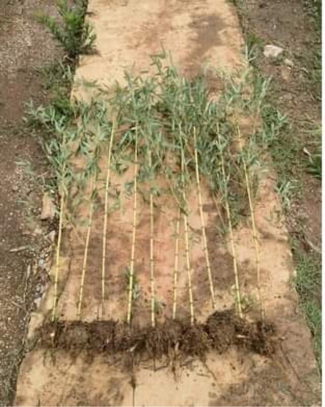 Cây giống TRÚC ngọc bích dát vàng Cây giống TRÚC ngọc bích dát vàng