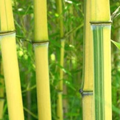 Cây giống TRÚC ngọc bích dát vàng