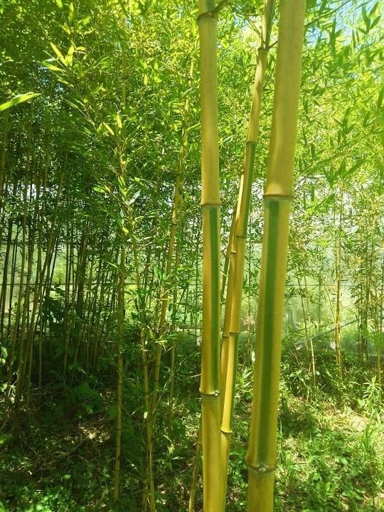 Cây giống TRÚC ngọc bích dát vàng Cây giống TRÚC ngọc bích dát vàng