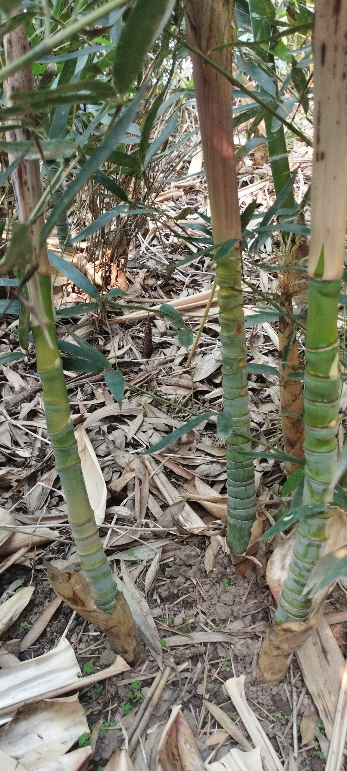 cây giống tiểu trúc thỏi vàng cây giống tiểu trúc thỏi vàng