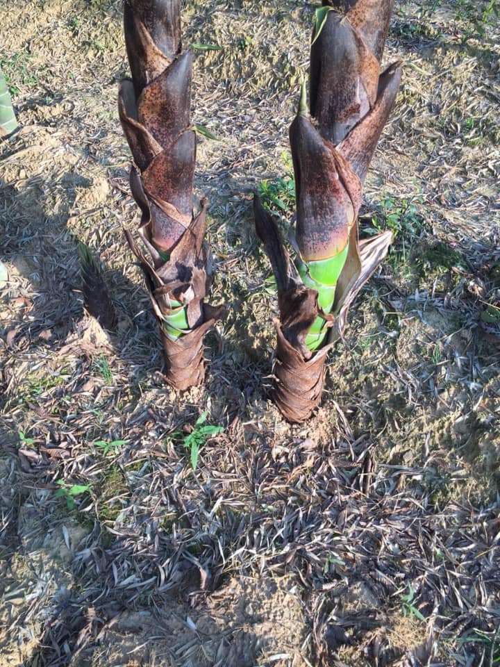 Cây giống TRÚC Mai Rùa , Trúc Vảy Rồng Cây giống TRÚC Mai Rùa , Trúc Vảy Rồng