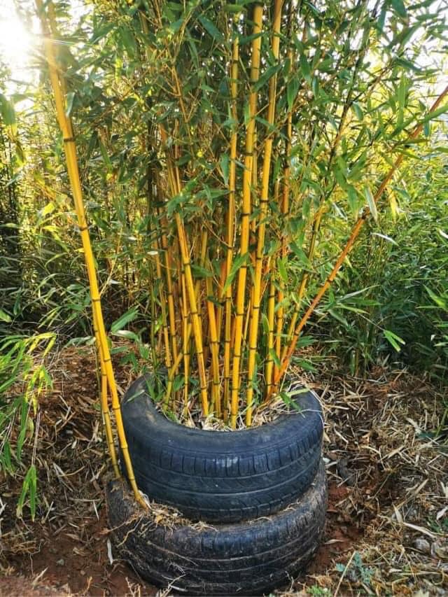 Cây giống TRÚC ngọc bích dát vàng Cây giống TRÚC ngọc bích dát vàng