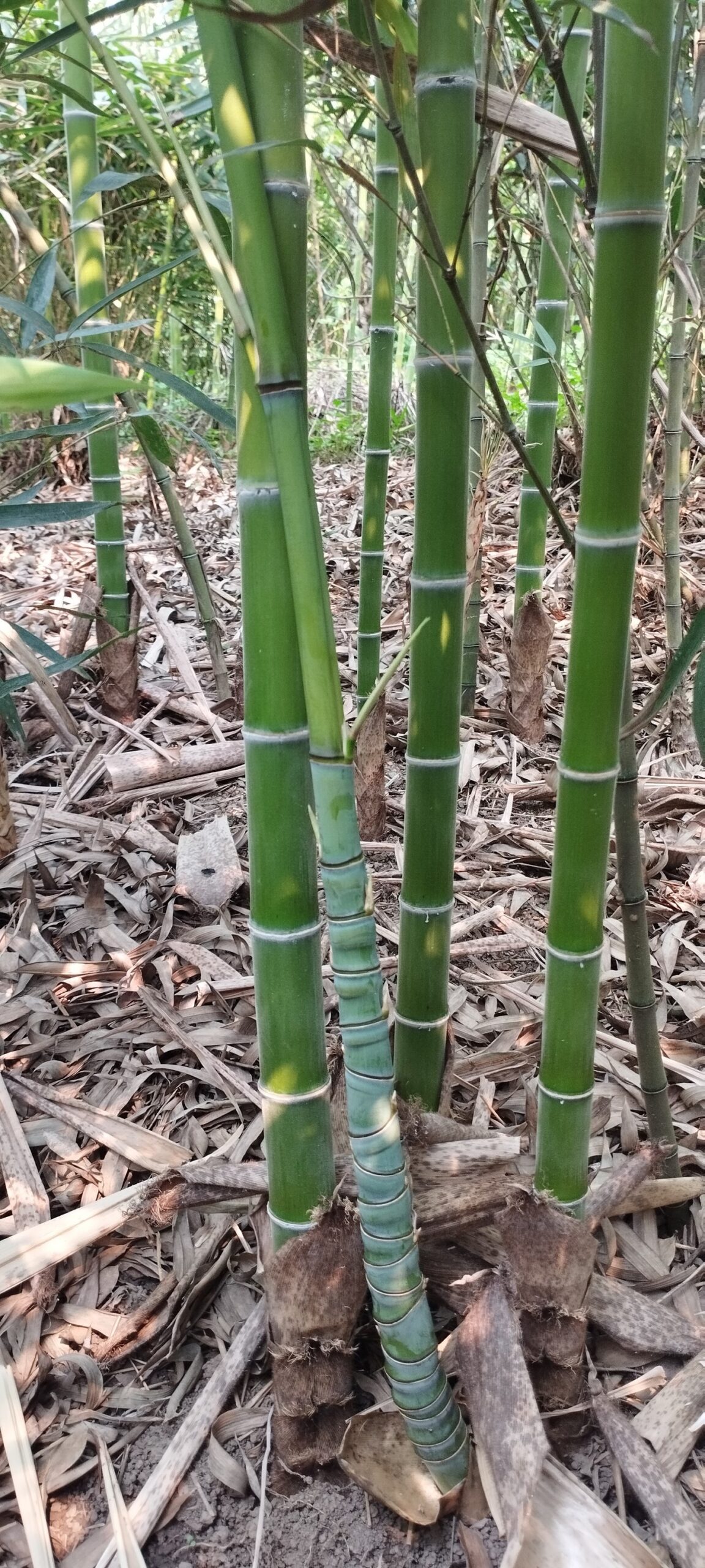 cây giống tiểu trúc thỏi vàng cây giống tiểu trúc thỏi vàng