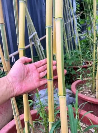 Cây giống TRÚC ngọc bích dát vàng Cây giống TRÚC ngọc bích dát vàng