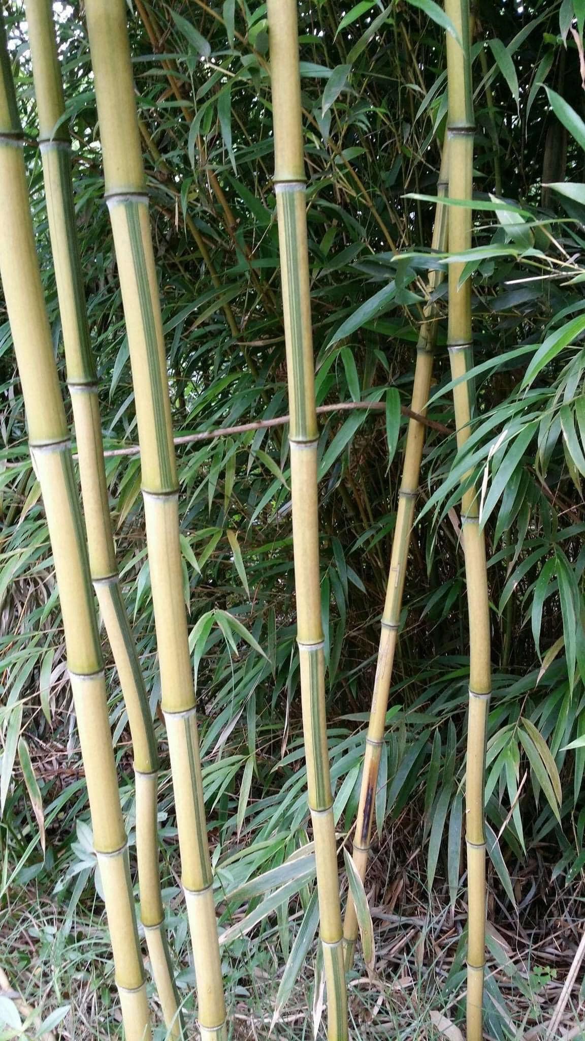 Cây giống TRÚC ngọc bích dát vàng Cây giống TRÚC ngọc bích dát vàng