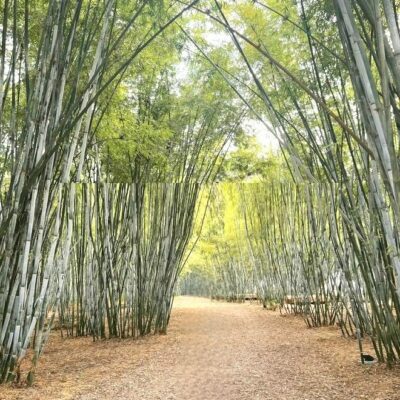 CÂY TRE VẦU CẢNH LÓNG DÀI - KHÔNG CÀNH, KHÔNG GAl, LÓNG DÀI Trên 1m