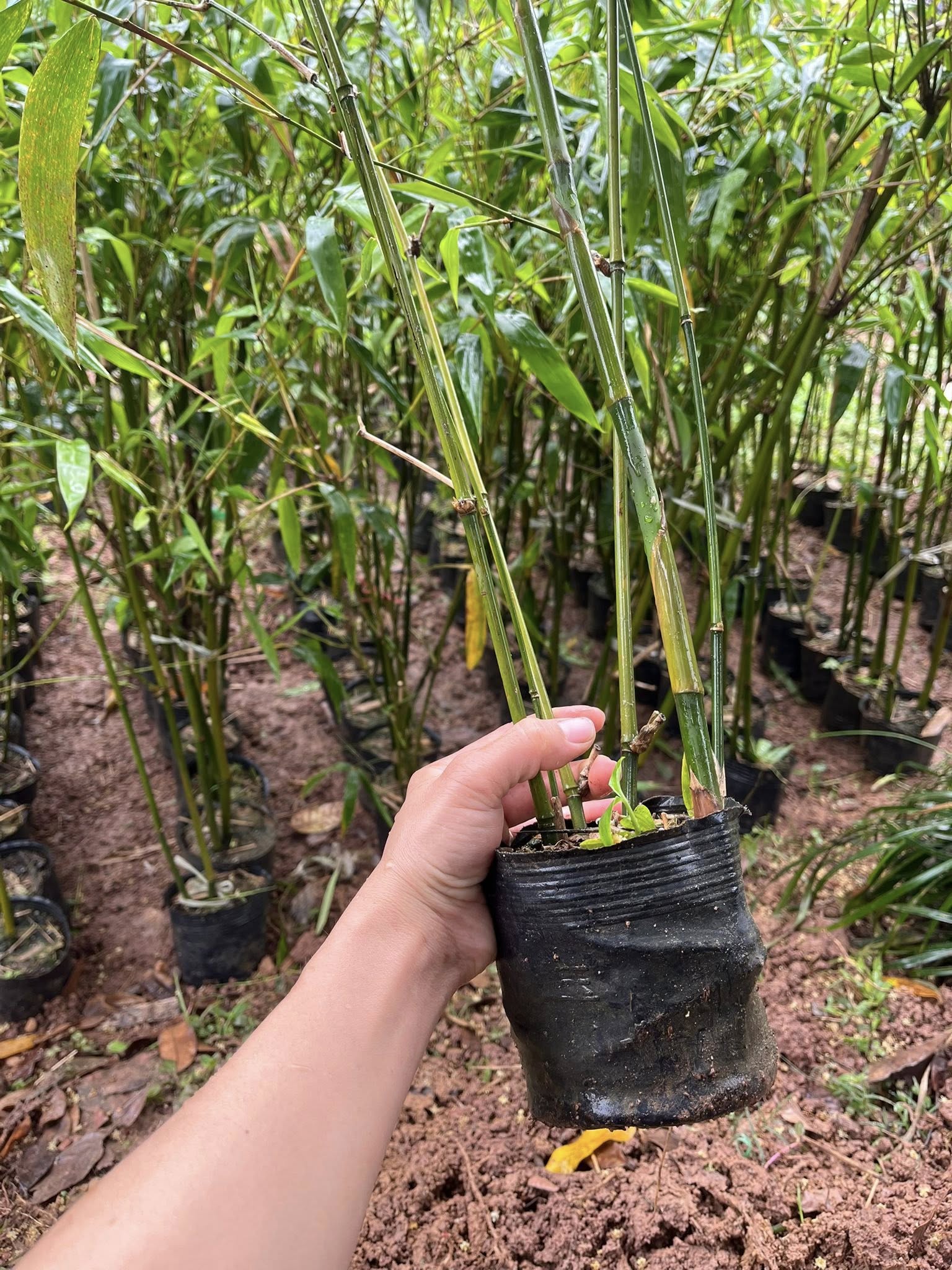 cây giống tre lục trúc đài loan bầu dâm ủ kỹ đảm bảo cây giống tre lục trúc đài loan bầu dâm ủ kỹ đảm bảo