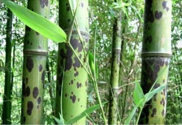 Cây giống Trúc Tương Phi Nhập khẩu Cây giống Trúc Tương Phi Nhập khẩu