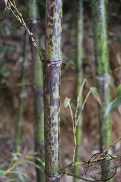 Cây giống Trúc Tương Phi Nhập khẩu Cây giống Trúc Tương Phi Nhập khẩu