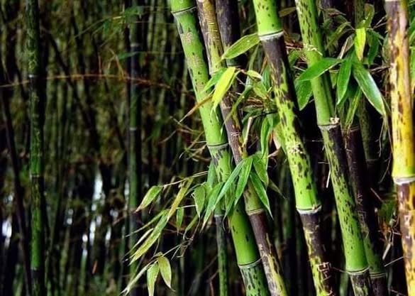 Cây giống Trúc Tương Phi Nhập khẩu Cây giống Trúc Tương Phi Nhập khẩu