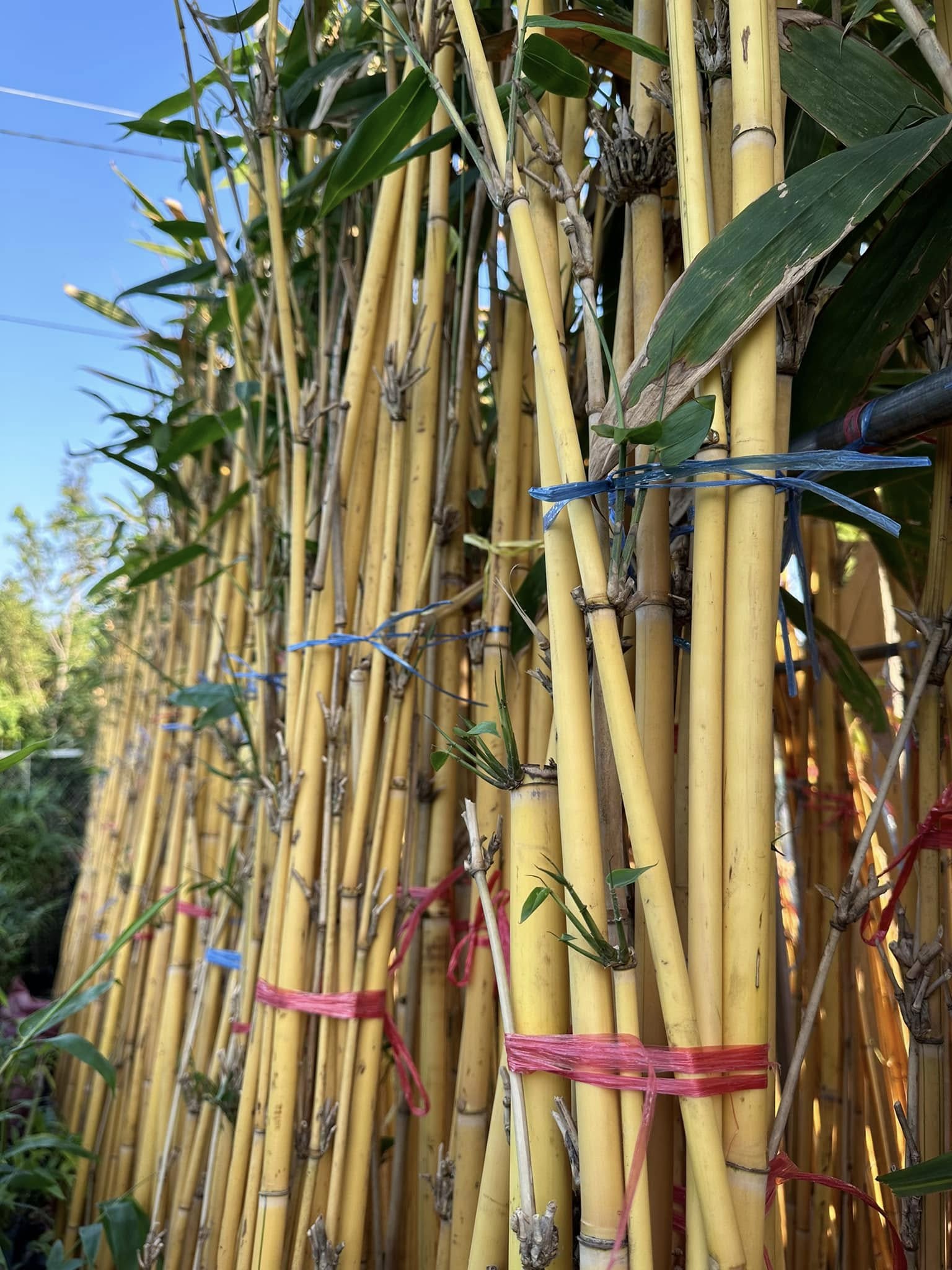 CÂY GIỐNG HOÀNG TRÚC CÂY GIỐNG HOÀNG TRÚC