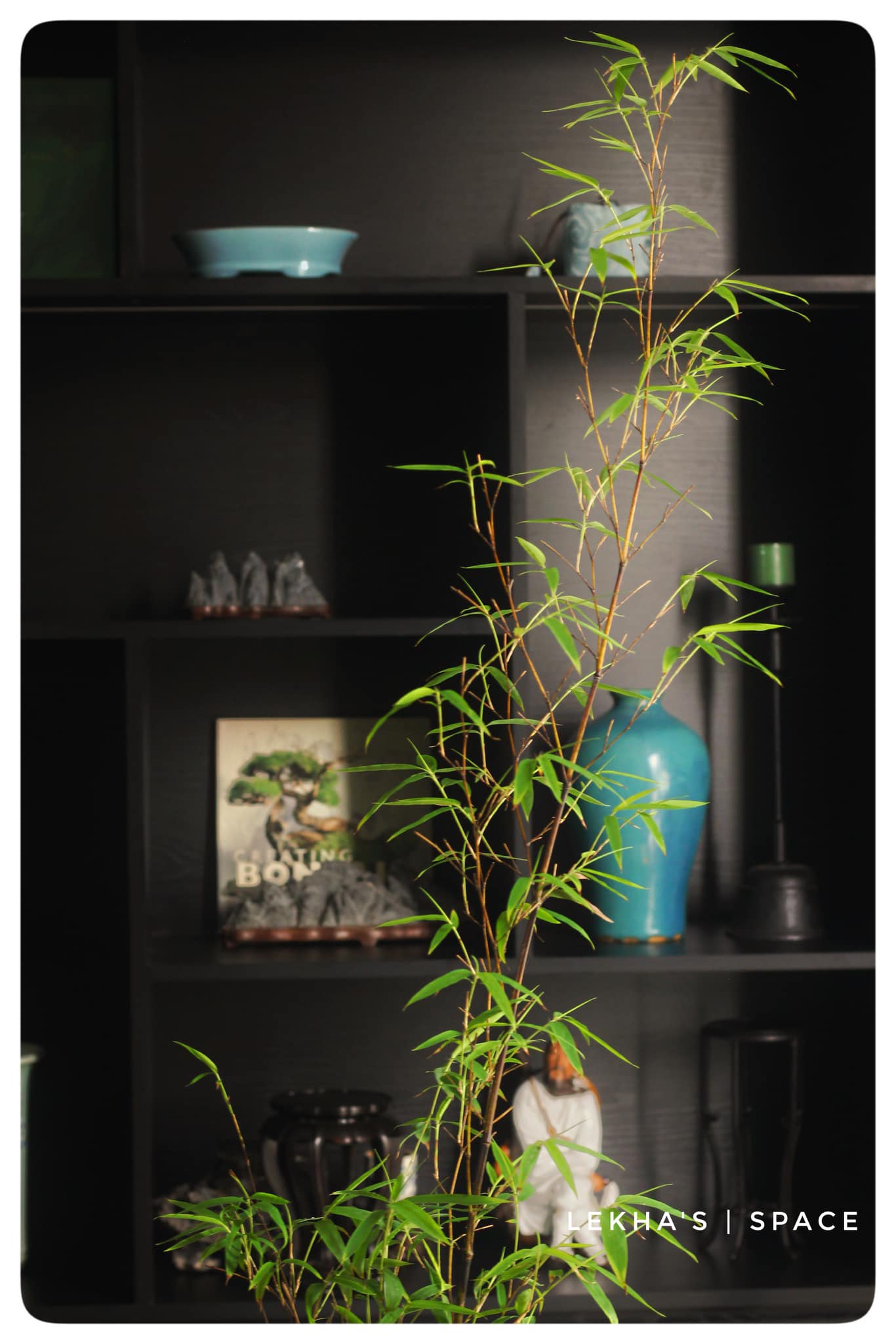 Cây giống Huyền Trúc ( trúc đen Đà Lạt) Cây giống Huyền Trúc ( trúc đen Đà Lạt)