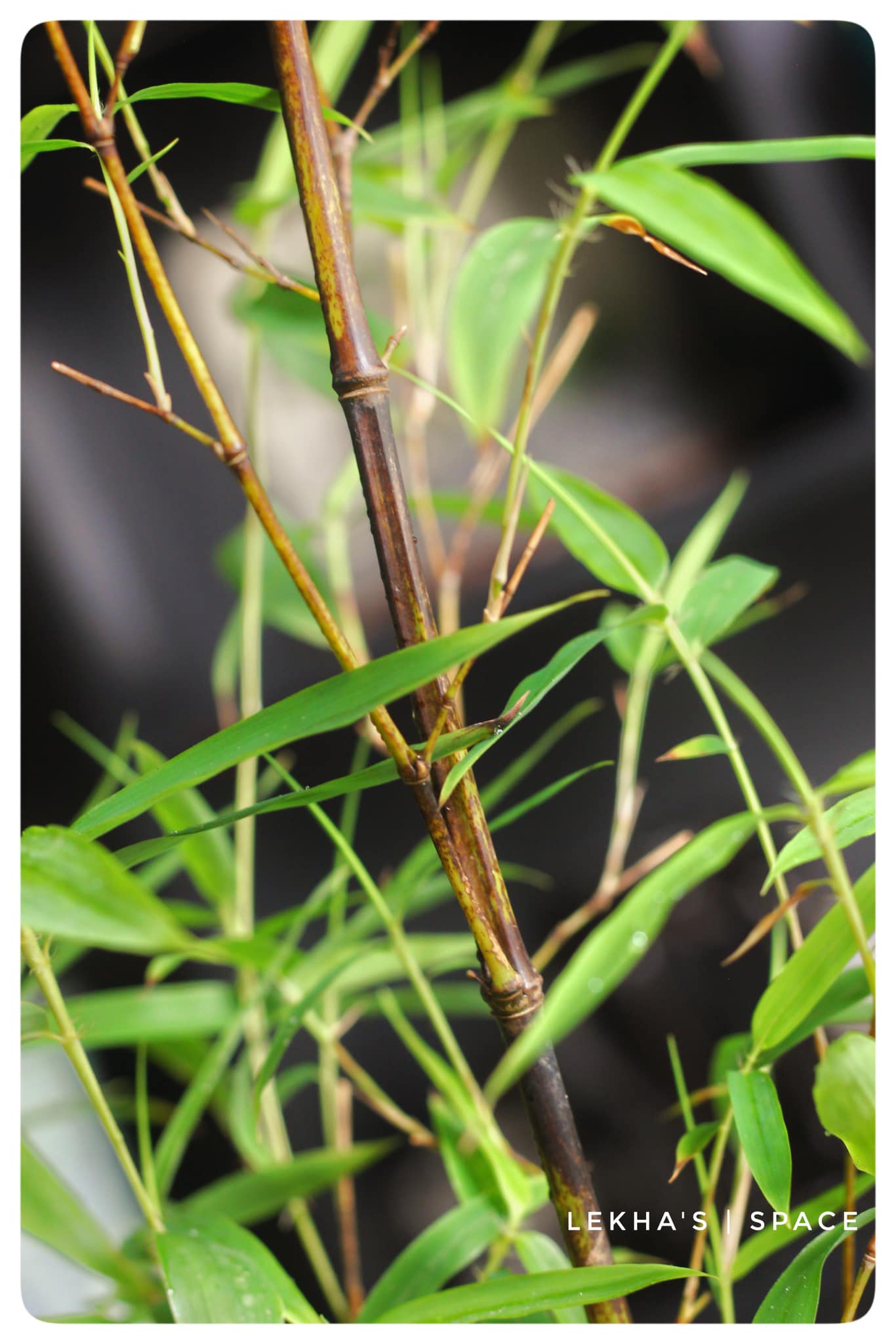 Cây giống Huyền Trúc ( trúc đen Đà Lạt) Cây giống Huyền Trúc ( trúc đen Đà Lạt)