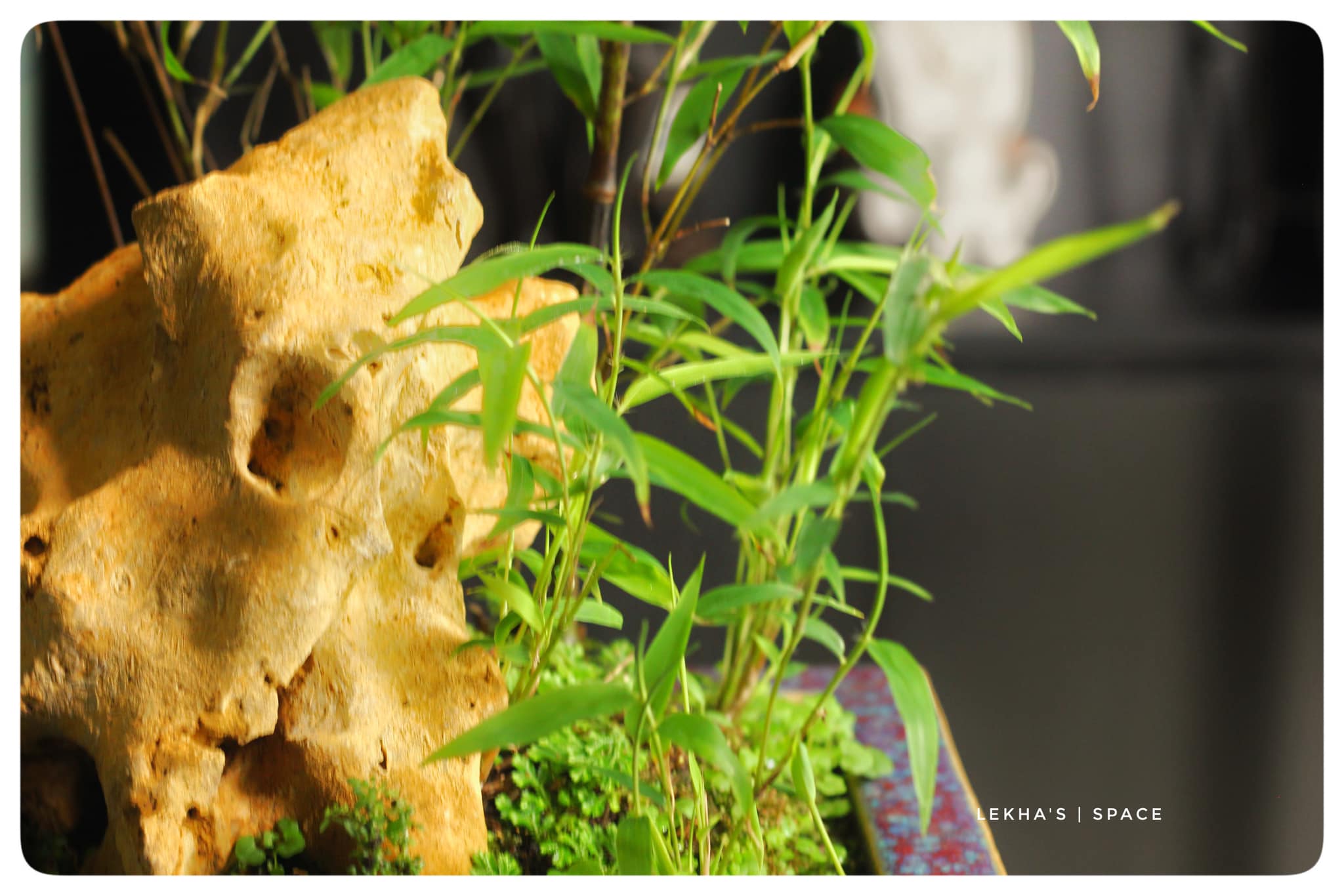 Cây giống Huyền Trúc ( trúc đen Đà Lạt) Cây giống Huyền Trúc ( trúc đen Đà Lạt)