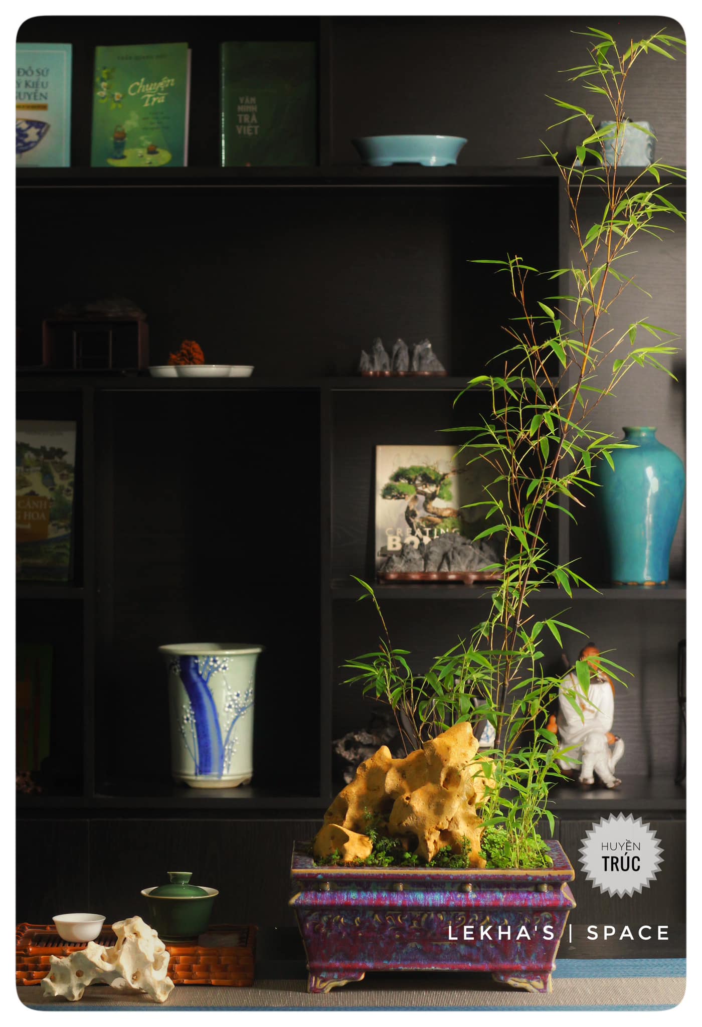 Cây giống Huyền Trúc ( trúc đen Đà Lạt) Cây giống Huyền Trúc ( trúc đen Đà Lạt)