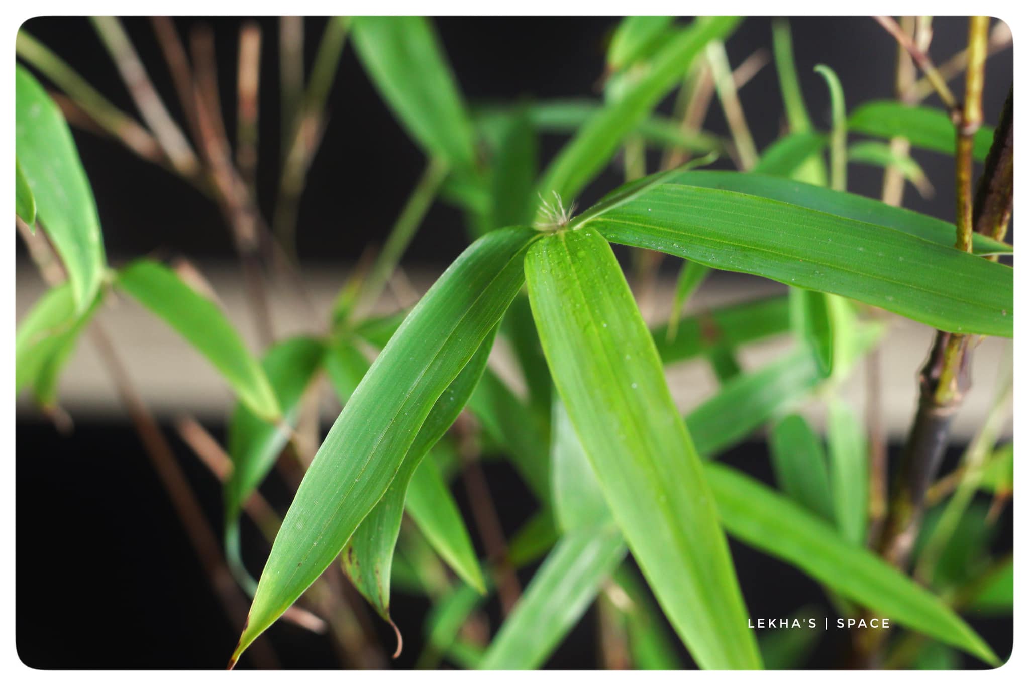 Cây giống Huyền Trúc ( trúc đen Đà Lạt) Cây giống Huyền Trúc ( trúc đen Đà Lạt)