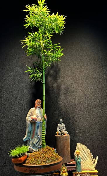 Cây giống Trúc hóa long - Phyllostachys aurea Nhập Khẩu Cây giống Trúc hóa long - Phyllostachys aurea Nhập Khẩu