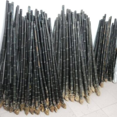 GỐC TRÚC TÍM GIÀ , ĐẸP HÀNG TUYỂN CHỌN LÀM TIÊU , SÁO