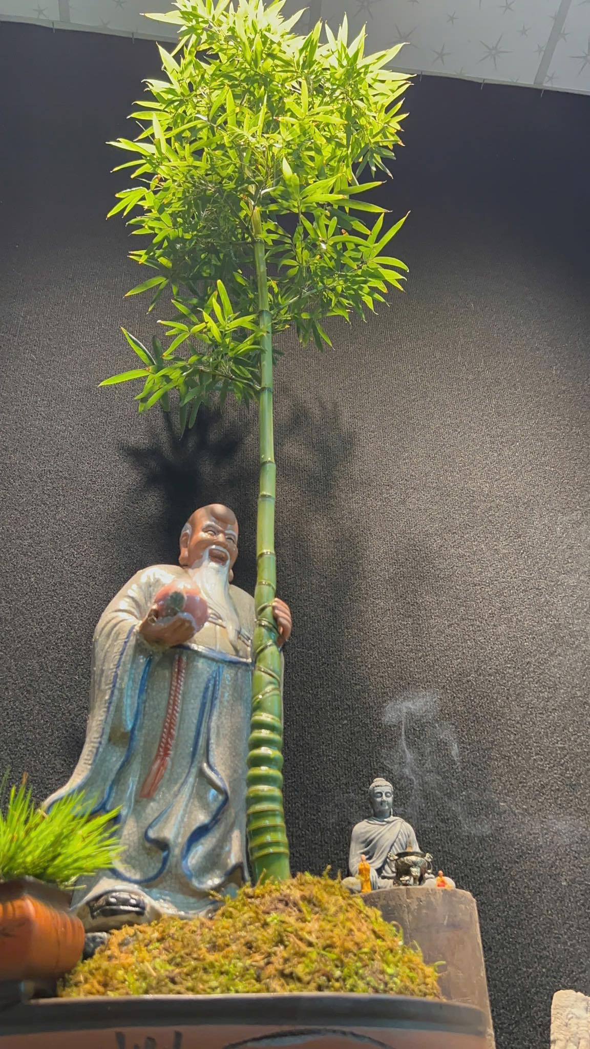 Cây giống Trúc hóa long - Phyllostachys aurea Nhập Khẩu Cây giống Trúc hóa long - Phyllostachys aurea Nhập Khẩu