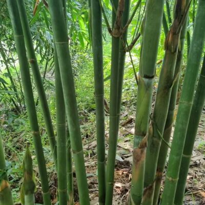 CÂY GIỐNG TRÚC TẠP GIAO