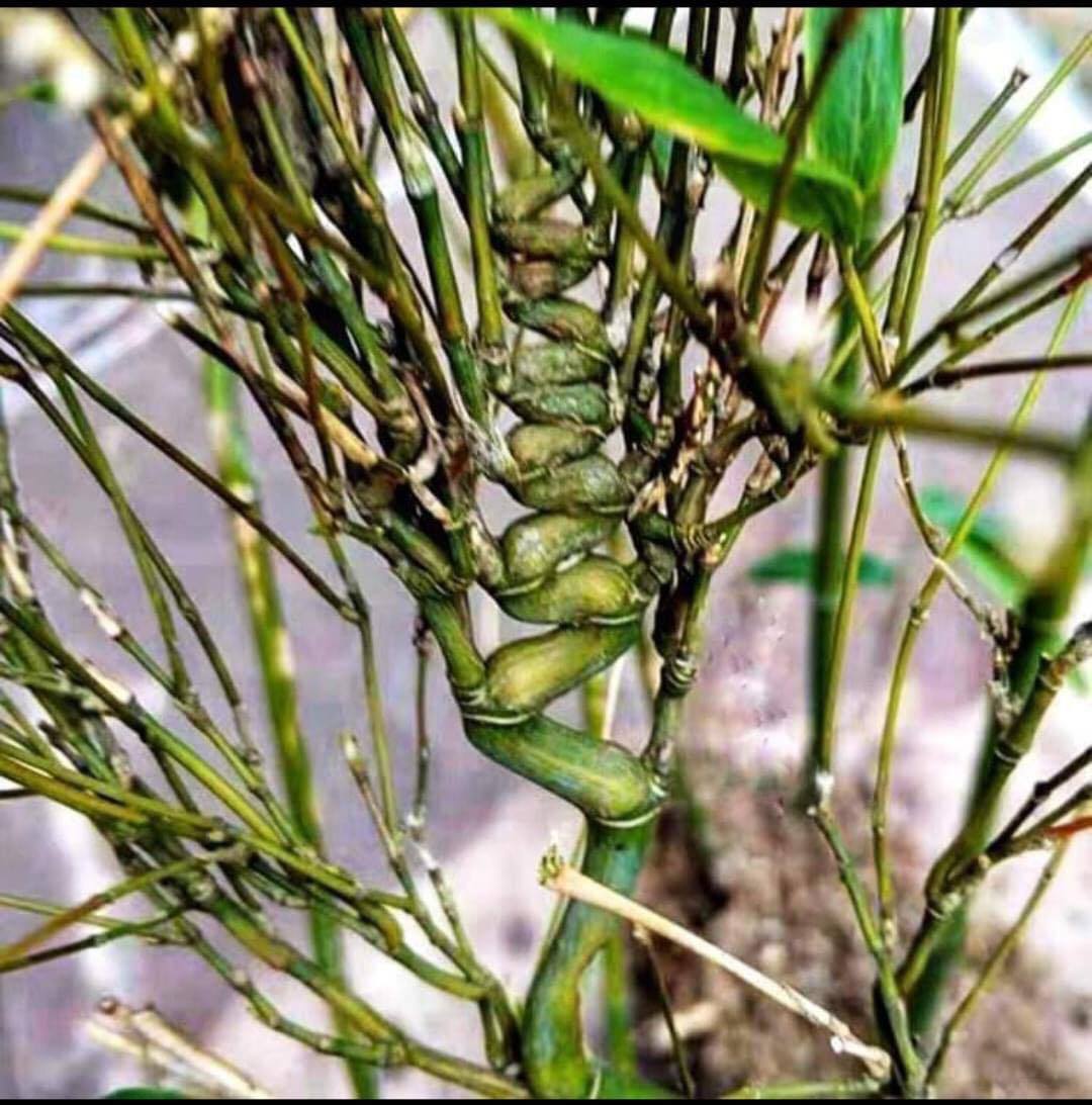 Cây Giống trúc đầu rồng quý hiếm Cây Giống trúc đầu rồng quý hiếm