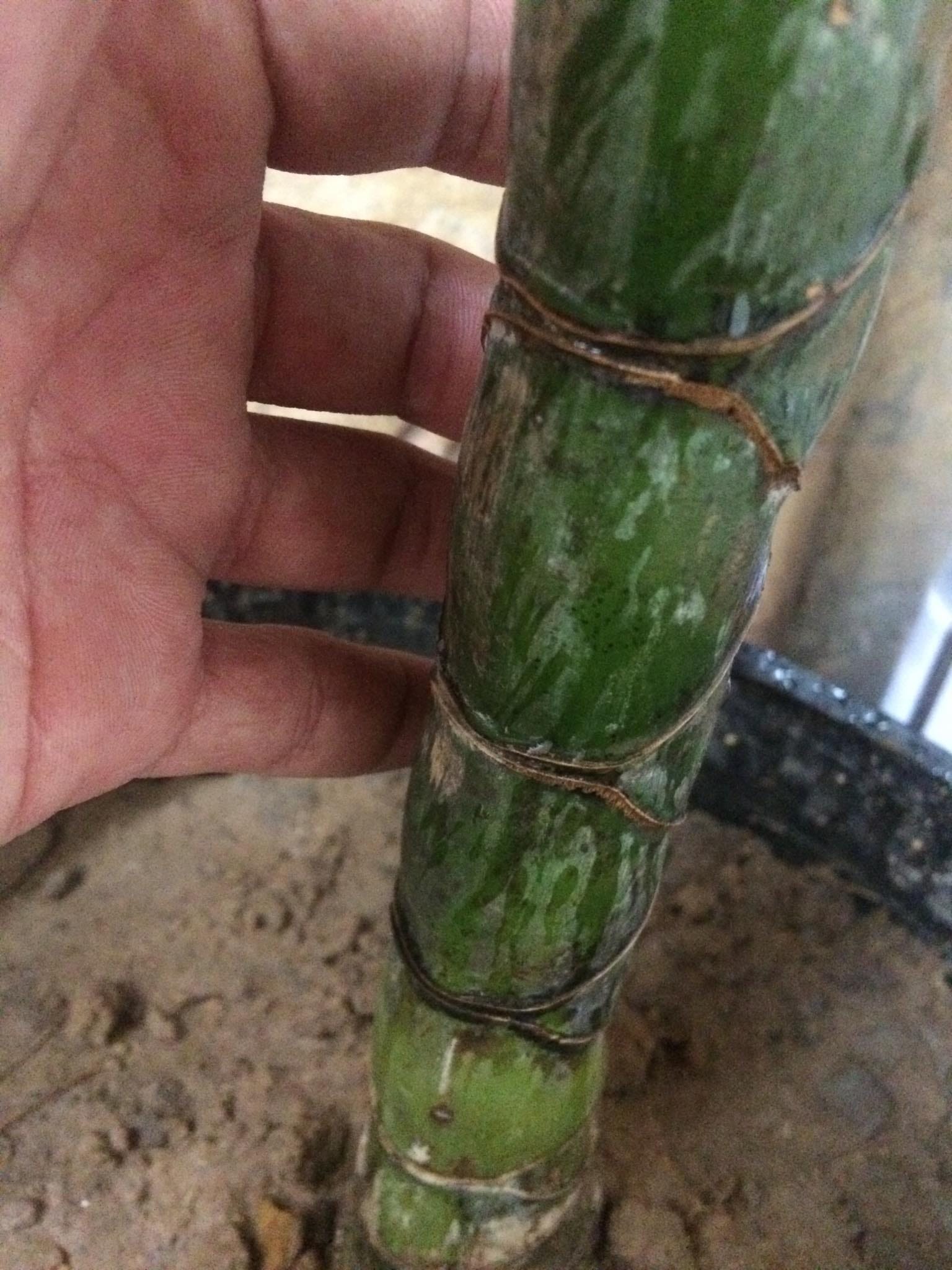 Cây giống TRÚC Mai Rùa , Trúc Vảy Rồng Cây giống TRÚC Mai Rùa , Trúc Vảy Rồng