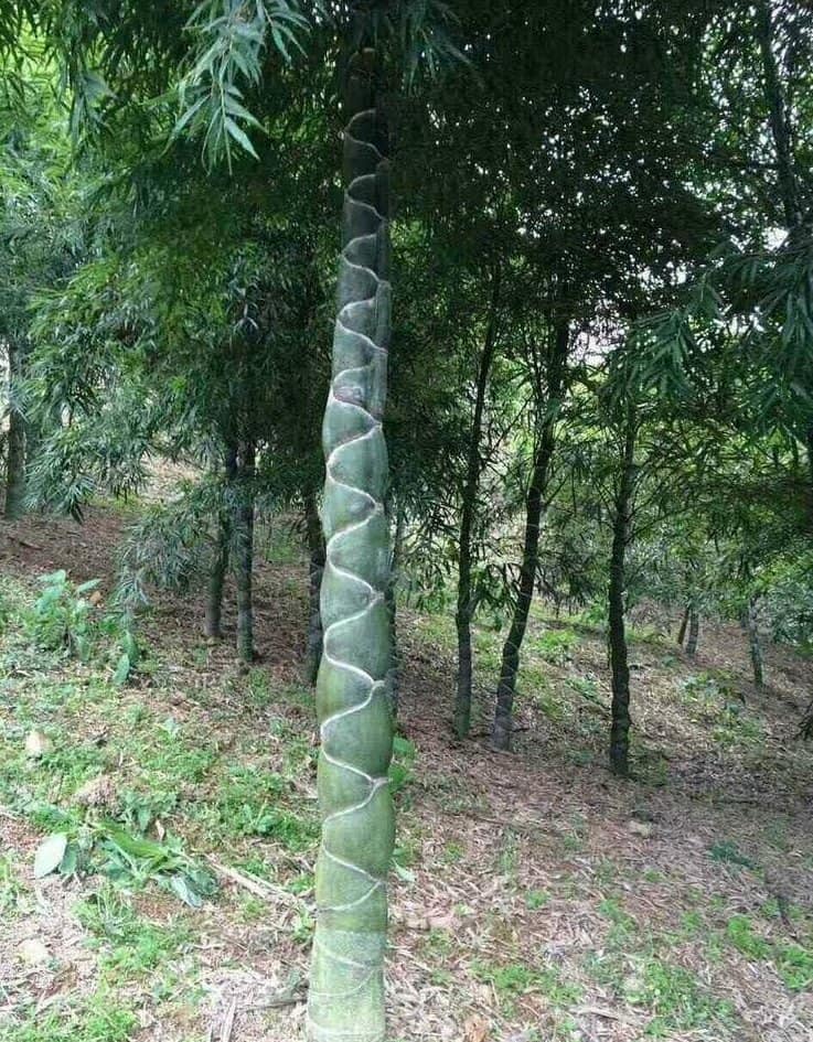 Cây giống TRÚC Mai Rùa , Trúc Vảy Rồng Cây giống TRÚC Mai Rùa , Trúc Vảy Rồng