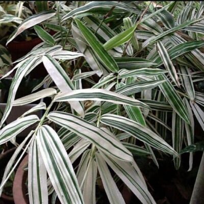 Cây Giống tre cảnh lá sọc giống