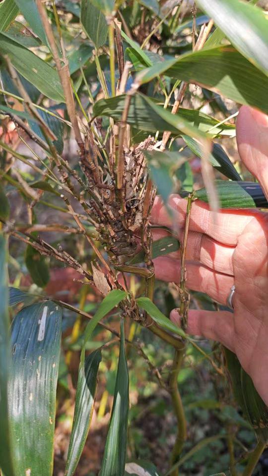 Cây Giống trúc đầu rồng quý hiếm Cây Giống trúc đầu rồng quý hiếm