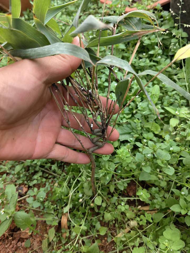 Cây Giống trúc đầu rồng quý hiếm Cây Giống trúc đầu rồng quý hiếm