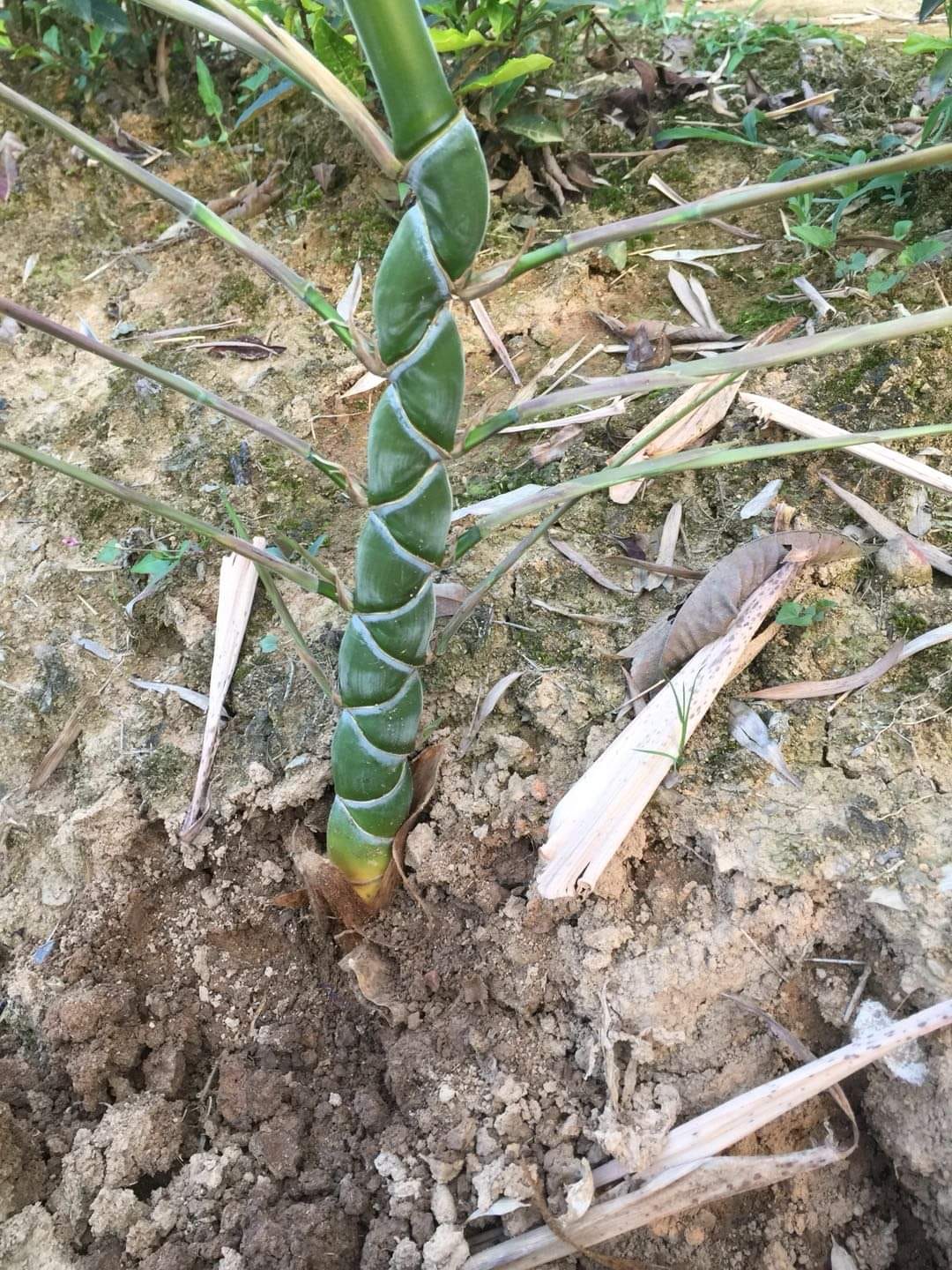 Cây giống TRÚC Mai Rùa , Trúc Vảy Rồng Cây giống TRÚC Mai Rùa , Trúc Vảy Rồng