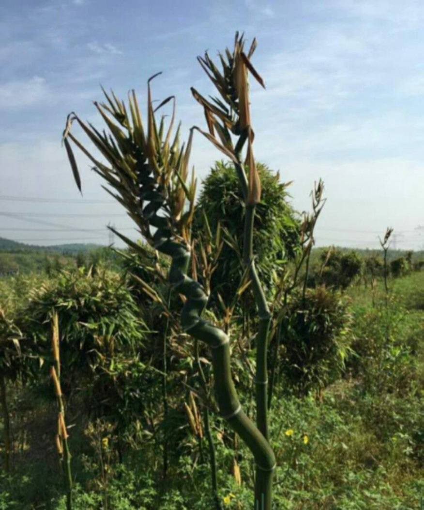 Cây Giống trúc đầu rồng quý hiếm Cây Giống trúc đầu rồng quý hiếm