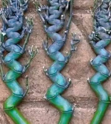 Cây Giống trúc đầu rồng quý hiếm Cây Giống trúc đầu rồng quý hiếm