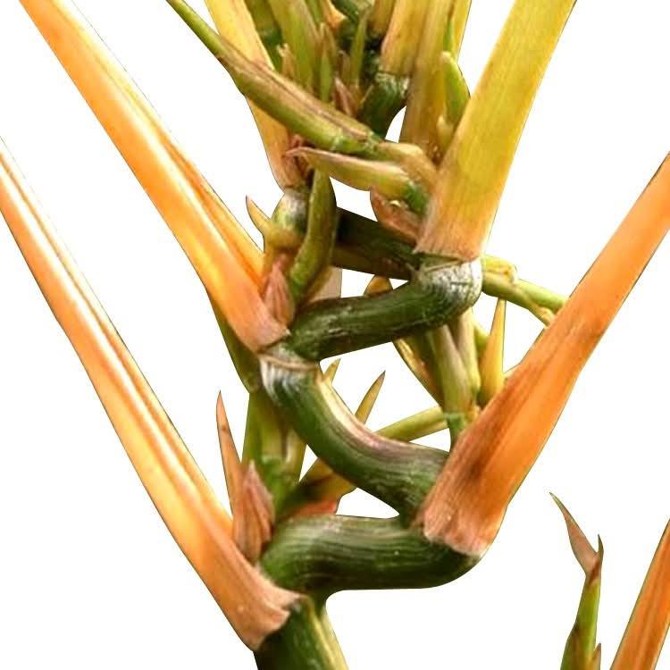 Cây Giống trúc đầu rồng quý hiếm