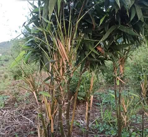 Cây Giống trúc đầu rồng quý hiếm Cây Giống trúc đầu rồng quý hiếm